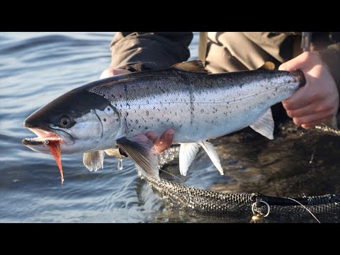 Видео: Ловля морской форели нахлыстом – день с гидами. Ловля крупной рыбы вброд.