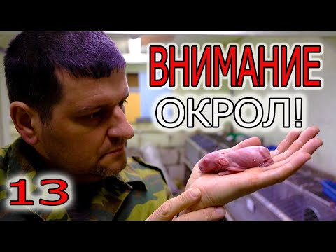 Видео: ✍️ ОКРОЛ! ✔️ ОСМОТР КРОЛЬЧАТ, ✔️ КУКОВАНИЕ, ✔️ ОТБОР САМОК и т.д