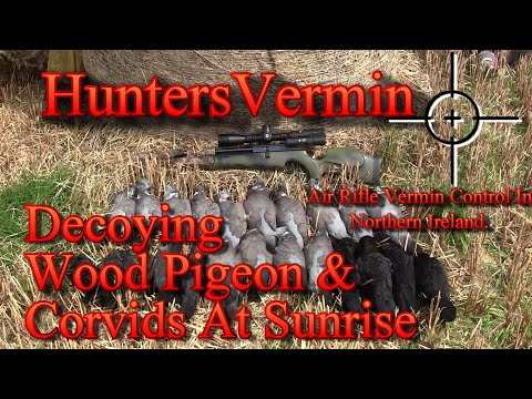 Видео: Охота с пневматической винтовкой, приманивание вяхиря и врановых птиц на рассвете