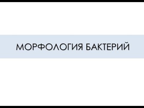 Видео: МОРФОЛОГИЯ БАКТЕРИЙ
