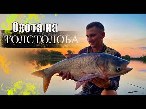 Видео: Рыбалка на ТОЛСТОЛОБА С ДЕВЧОНКАМИ "на плавающем помосте",  НЕ МОГУ ПОДНЯТЬ РЫБИНУ, ГНЕТ В ДУГУ