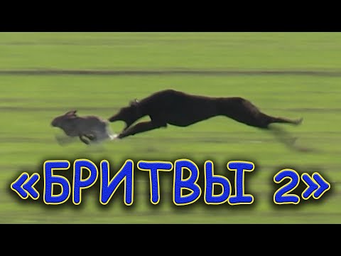 Видео: "Бритвы" ч2.  Состязания памяти В В  Дороничева 14 11 2020г