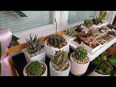 Видео: Балконная прогулка 4 недели спустя🌱