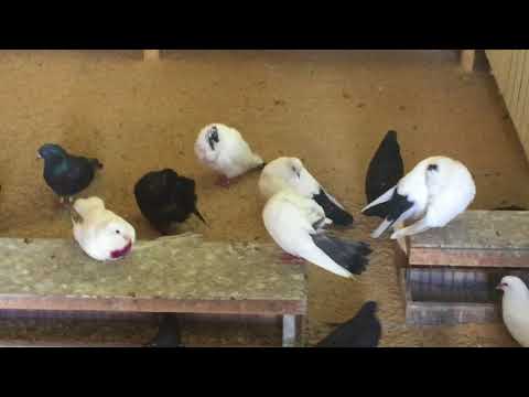 Видео: 17.08.18г.Мой ответ на предложение Салиха!