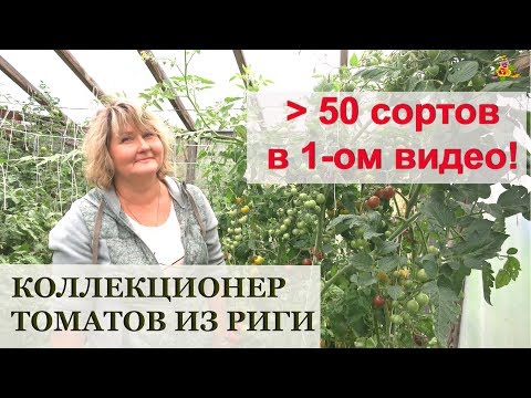 Видео: Более 50 сортов томатов от коллекционера! * Клуб Томат, Рига