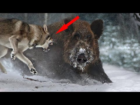 Видео: ДИКИЙ КАБАН В ДЕЛЕ! Кабан - лесная зверь машина против любого хищника!