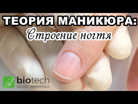 Видео: ТЕОРИЯ МАНИКЮРА Часть 1: Строение ногтя