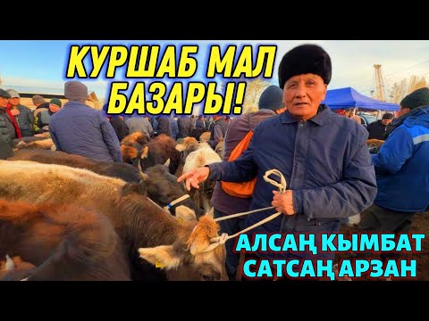 Видео: СААН УЙЛАР КУНАЖЫН БУКА ЭРКЕК УРГААЧЫ ТОРПОК БААЛАРЫ 💪🏻 #байтв 