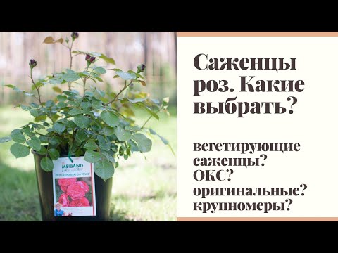 Видео: Что такое вегетирующие саженцы роз? Какие саженцы покупать?