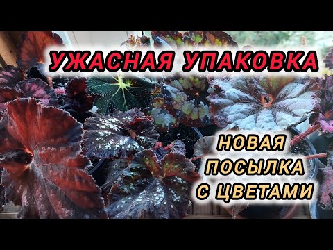 Видео: Распаковка декоративных бегоний/есть ли выжившие