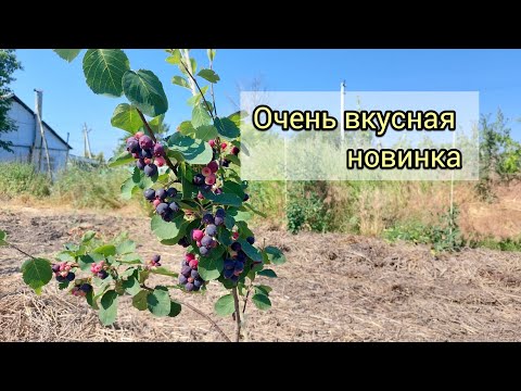 Видео: Обзор первого плодоношения канадской ирги