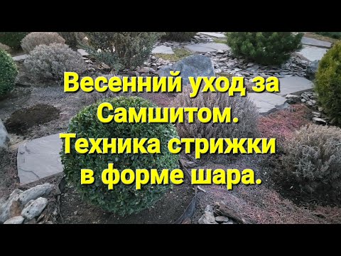Видео: Весенний уход за Самшитом. Техника стрижки в форме шара. Подкормка, обработки.