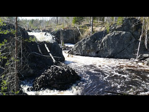 Видео: Бодрый сплав в мае р.Кумса ,где"Любовь и голуби"(Карелия).Один с собакой на пакрафте