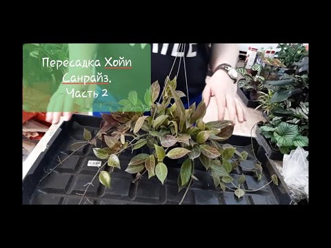 Видео: Пересадка Хойи Санрайз из блока. Часть 2. видео от 16.04.2021г
