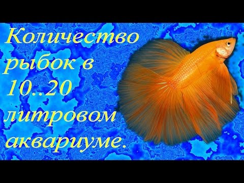 Видео: Количество рыбок в 10..20 литровом аквариуме.