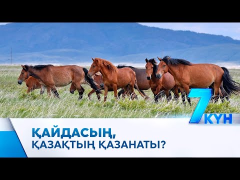 Видео: Жылқының асылы азайып барады