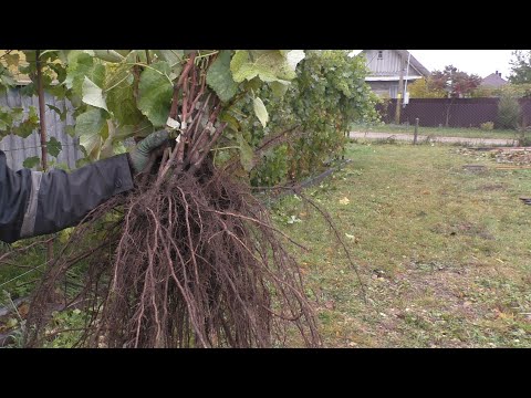 Видео: Выкапываем школку. Саженцы винограда 2023