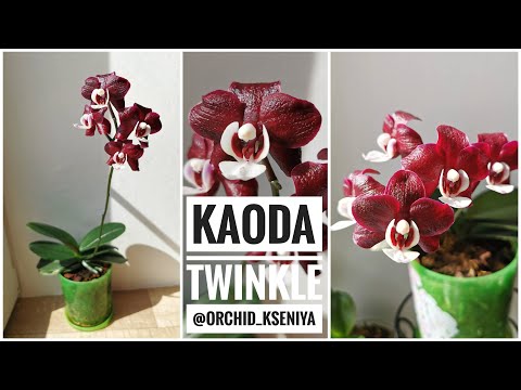 Видео: Phal. Kaoda Twinkle (орхидея фаленопсис Каода Твинкл) домашнее цветение