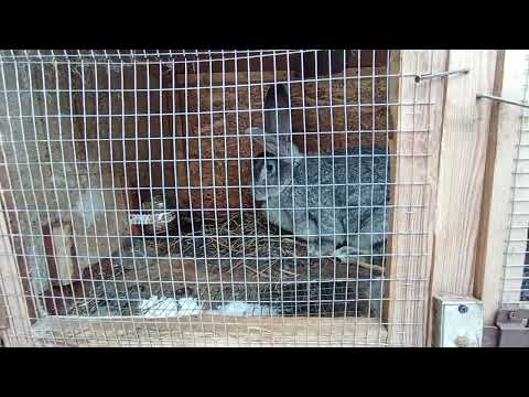 Видео: Зима 2025. Как дела в крольчатнике