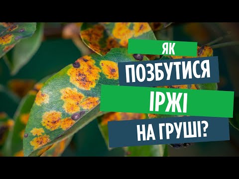 Видео: Як позбутися іржі на груші