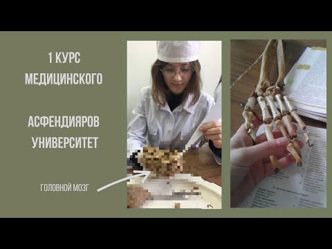 Видео: Мой 1 курс медицинского | Асфендияров университет | Школа общей медицины-1