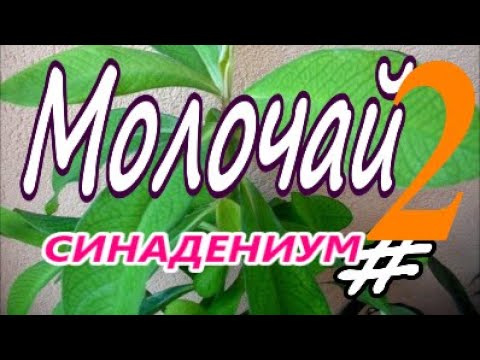 Видео: Пересадка взрослого Молочая. Декабрь 2023