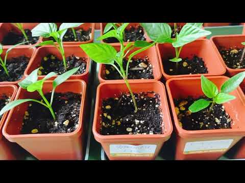 Видео: Обзор Рассады🌱- Выскочки и отморозки !!! Беда с цветами ! #рассадаовощей #рассадацветов