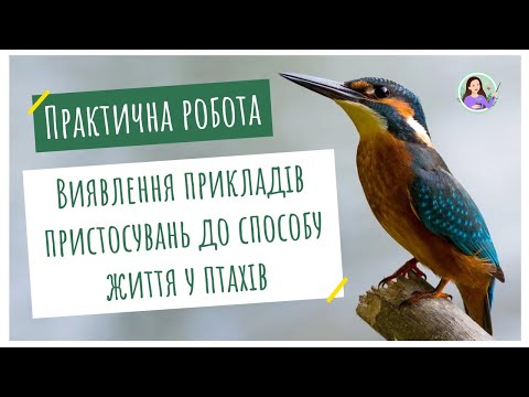 Видео: Практична робота. Виявлення прикладів пристосувань до способу життя у птахів