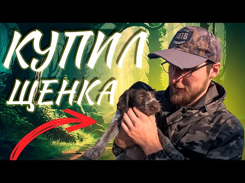 Видео: КУПИЛ ЩЕНКА ДРАТХААРА. Как я выбрал щенка из 7 собак?🐕‍🦺 Проверяем их активность на ГЛУХАРЕ😮