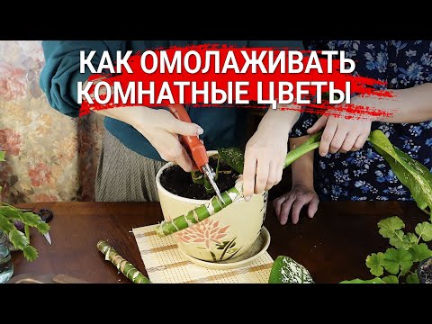 Видео: Как омолаживать комнатные цветы