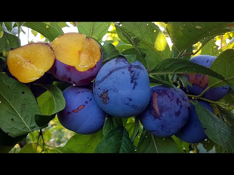 Видео: ДИПЛОИДНАЯ СЛИВА BLUE CARMEN