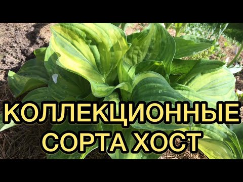 Видео: Коллекционные сорта хост. Обзор