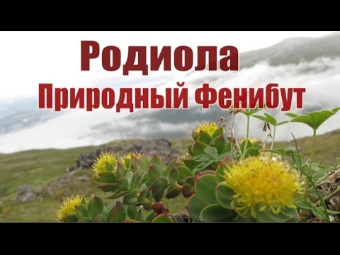 Видео: Родиола: Природный Фенибут