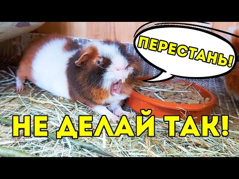 Видео: НЕ ДЕЛАЙ ТАК! НЕПРАВИЛЬНОЕ ОХЛАЖДЕНИЕ. НОВЫЙ ЛАЙФХАК в Жару Морским Свинкам. SvinkiShow