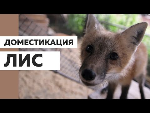 Видео: ДОМЕСТИКАЦИЯ ЛИС