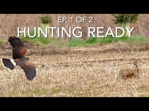 Видео: Часть 11. КАК ТРЕНИРОВАТЬ ЯСТРЕБА ХАРРИСА; Подготовка к охоте (эпизод 1 из 2)