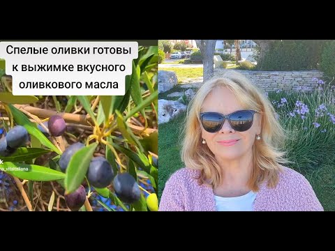 Видео: Скоро Будет Свежее Масло из Оливок Грех Жаловаться Золотой Период Сейчас