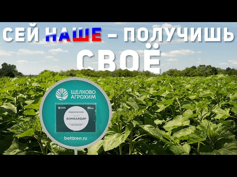 Видео: ‼️ТОЛЬКО ФАКТЫ‼️ Урожайность подсолнечника 2024 - результаты опыта на 19 гибридах.