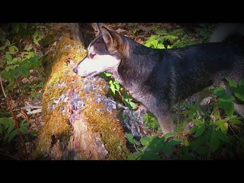 Видео: НАХАЖИВАЮ МОЛОДЫХ ЛАЕК/ ФИЗУХА ПЕРЕД  СЕЗОНОМ/