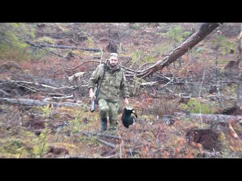 Видео: ОХОТА В КАРЕЛИИ. ОСЕНЬ. БОРОВАЯ. КОСАЧИ НА ВЫРУБКАХ