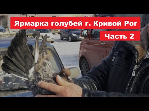 Видео: Ярмарка голубей и декоративных птиц г. Кривой Рог 22.02.2025 Часть 2