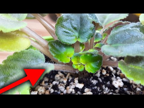 Видео: УДАЛИ ПАСЫНКИ на фиалке! И фиалка БЫСТРЕЕ ЗАЦВЕТЁТ  Подробный мастер-класс!