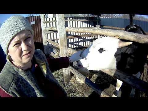 Видео: ЧЕМ КОРМИТЬ БЫКА чтобы добиться больших привесов!!!!!