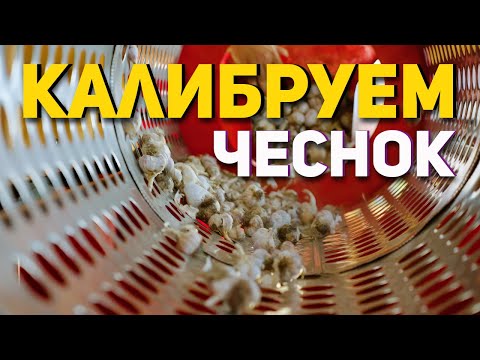 Видео: Сортировка чеснока с помощью калибровщика КГ-3000