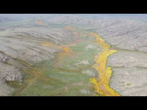 Видео: Дарья и Патриоты