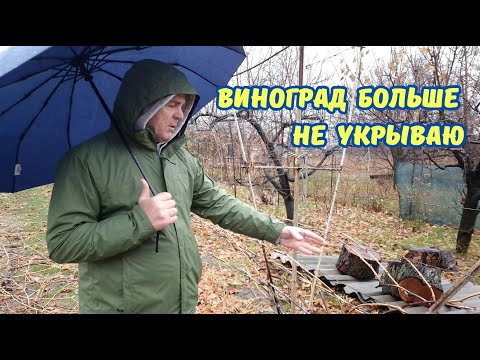 Видео: Виноград не укрываю и не влагозаряжаю.
