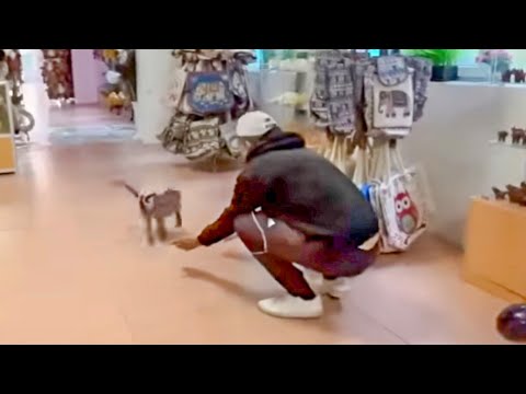 Видео: Люся РВАНУЛА к Владу со всех лап виляя от радости хвостом!