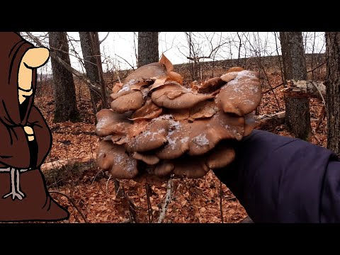 Видео: Три Ведра Вешенок за Час!!! Сами не Ожидали такого! Тихая охота в конце Октября в Самарской области