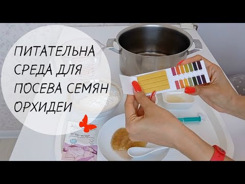 Видео: Питательная среда для посева семян орхидеи фаленопсис