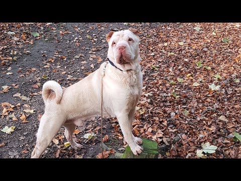 Видео: Правильный шарпей - собака для жизни. Знакомьтесь, заочник Граф!
